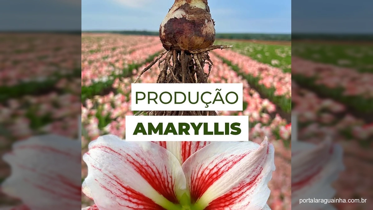 Processo de produção e seleção de bulbos de Amaryllis em uma fábrica