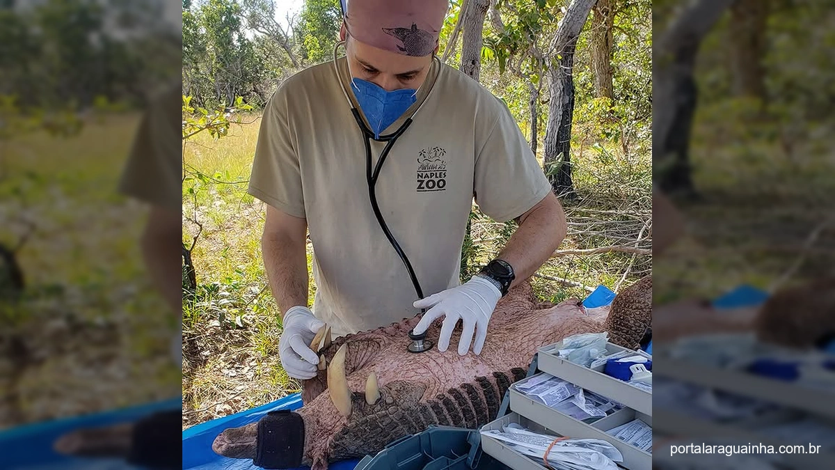 Saúde Única: O Projeto Inovador que Une Pessoas, Animais e Meio Ambiente no Brasil!