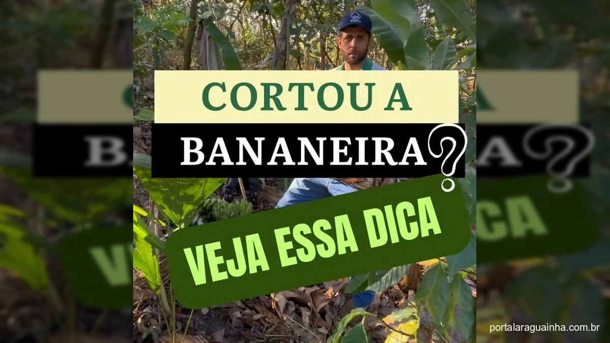 O Segredo Verde: Como a Bananeira Está Revolucionando a Agricultura Sustentável!