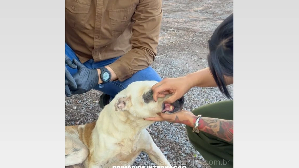 Resgate Emocionante em Cuiabá: Cão Abandonado Recebe Nova Chance Graças à Ação da Prefeitura