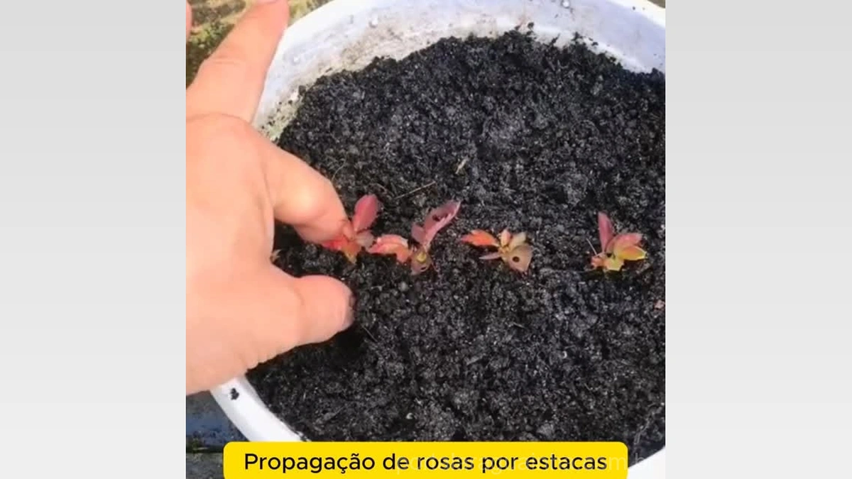 Segredo Revelado: Como Propagar Rosas em Casa Facilmente Com Uma Garrafa Plástica!