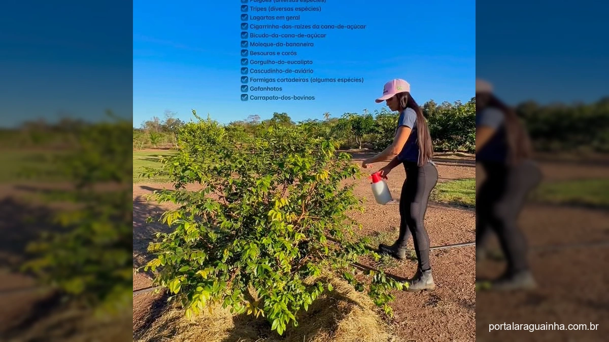 Galinhas e um galo observando no Rancho Do Zero, cena divertida da vida no campo.