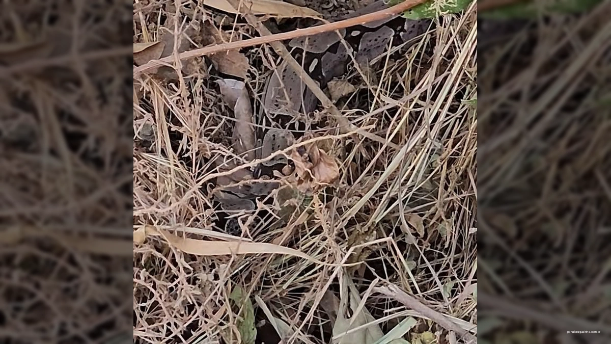 Momento emocionante! SEMA de Matupá devolve Jibóia resgatada à natureza