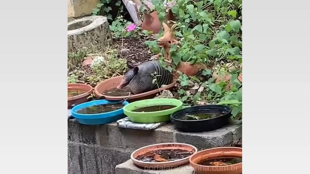 Momento Inusitado: Tatu Surpreende ao Tirar um ‘Banho de Sol’ Relaxante em Dia Quente!