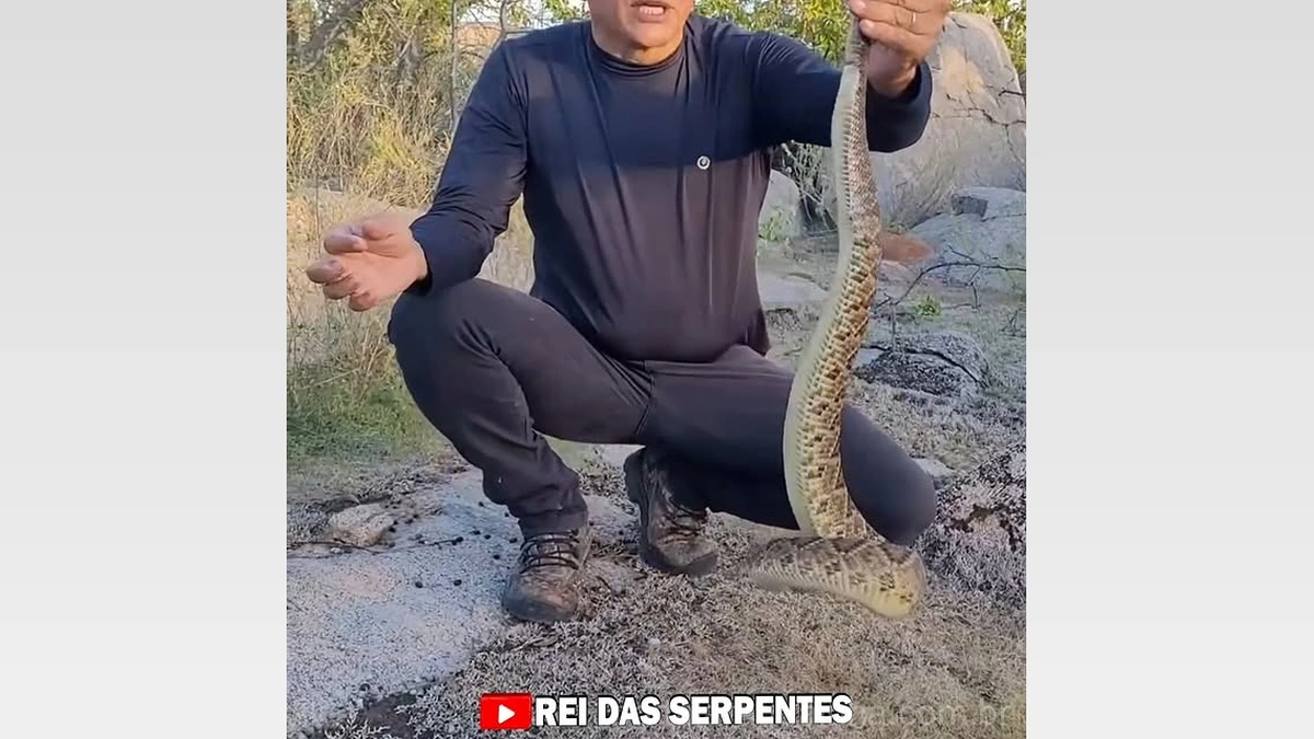 Desvendando o Enigma: Como Realmente Saber a Idade de uma Cascavel!