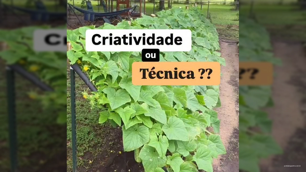 Imagem de um túnel de plantas de pepino com muitos frutos verdes pendurados, resultado de um cultivo vertical.